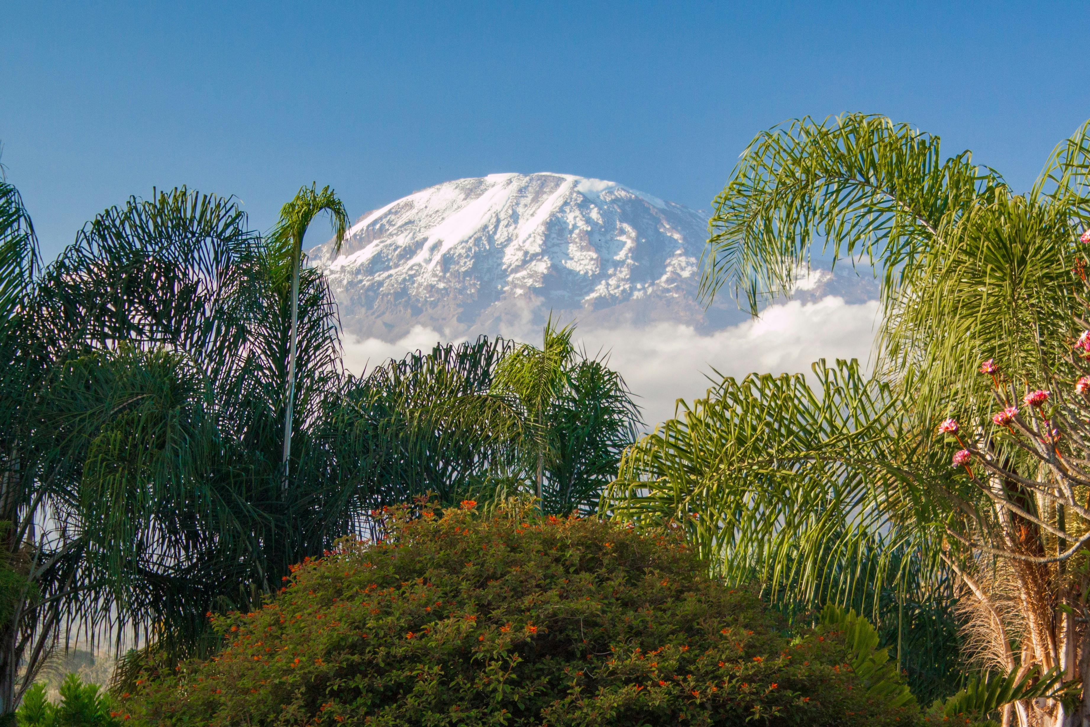 Picture of Kilimanjaro surrounded by nature
